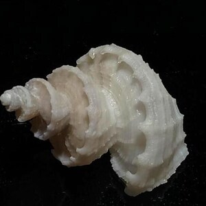 trigonostoma scalare 32 mm..bra skick...snäcka #1