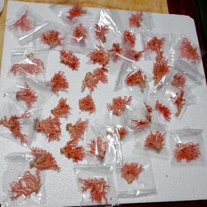 Ocean life-50 pcs Pinkish color from the beach..(size 50-75  mm)item # 15