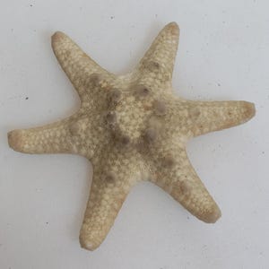 Estrella de mar auténtica, estrella de mar de 6 dedos, poco común... tamaño 52 mm (Protoreaster nodosus) ejemplar seco encontrado en la playa... artículo n.° 8