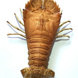 セミエビ 150mm 剥製品番号51