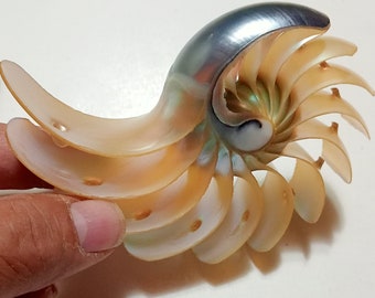 003-seashell sliced chambered 118 mm..super good quality