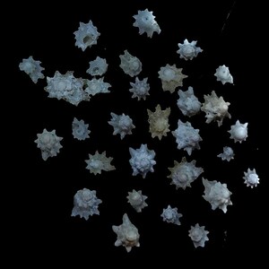 Könnte beinhalten: Eine Ansammlung kleiner, blasser, stacheliger Muscheln, die vor einem einfarbigen schwarzen Hintergrund verstreut sind. Jede Muschel weist eine ausgeprägte sternförmige oder radiale Struktur mit mehreren spitzen Fortsätzen auf.