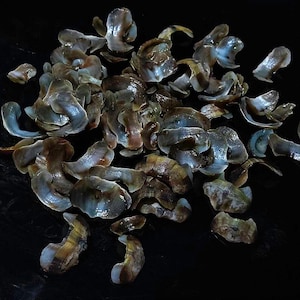 Válvulas de quitón con forma de concha marina...juego de 80 piezas.