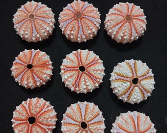 002-sea urchin c maculatus..43-46 mm.....9 PCs sea urchin