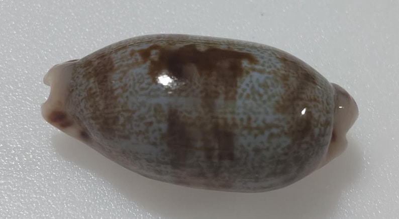 Sea Shell Cypraea Teres 33 Mm F+++..item #9 - Etsy