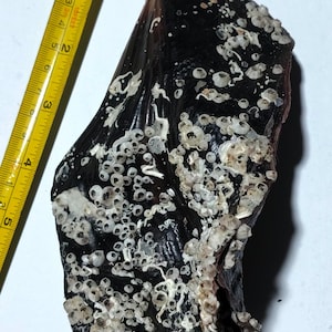 Sea shell 170 mm(pinnidae)natural quality..big size...item #206