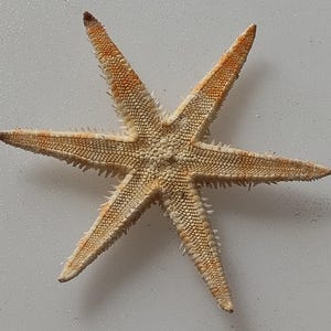 May include: A six-armed starfish with a textured surface and a light beige color. The tips of the arms have an orange hue. The starfish is a natural marine specimen.