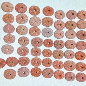 Set mit 50 großen rosa Seeigel (49-59 mm), Echinometra Mathaei