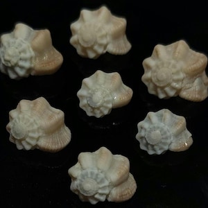 May include: Seven small, spiralled seashells arranged in a cluster. Each shell features a textured, ridged surface with a colour palette of off-white, cream, and light tan. The shells have a distinct, rounded, conical shape with a central whorl pattern.