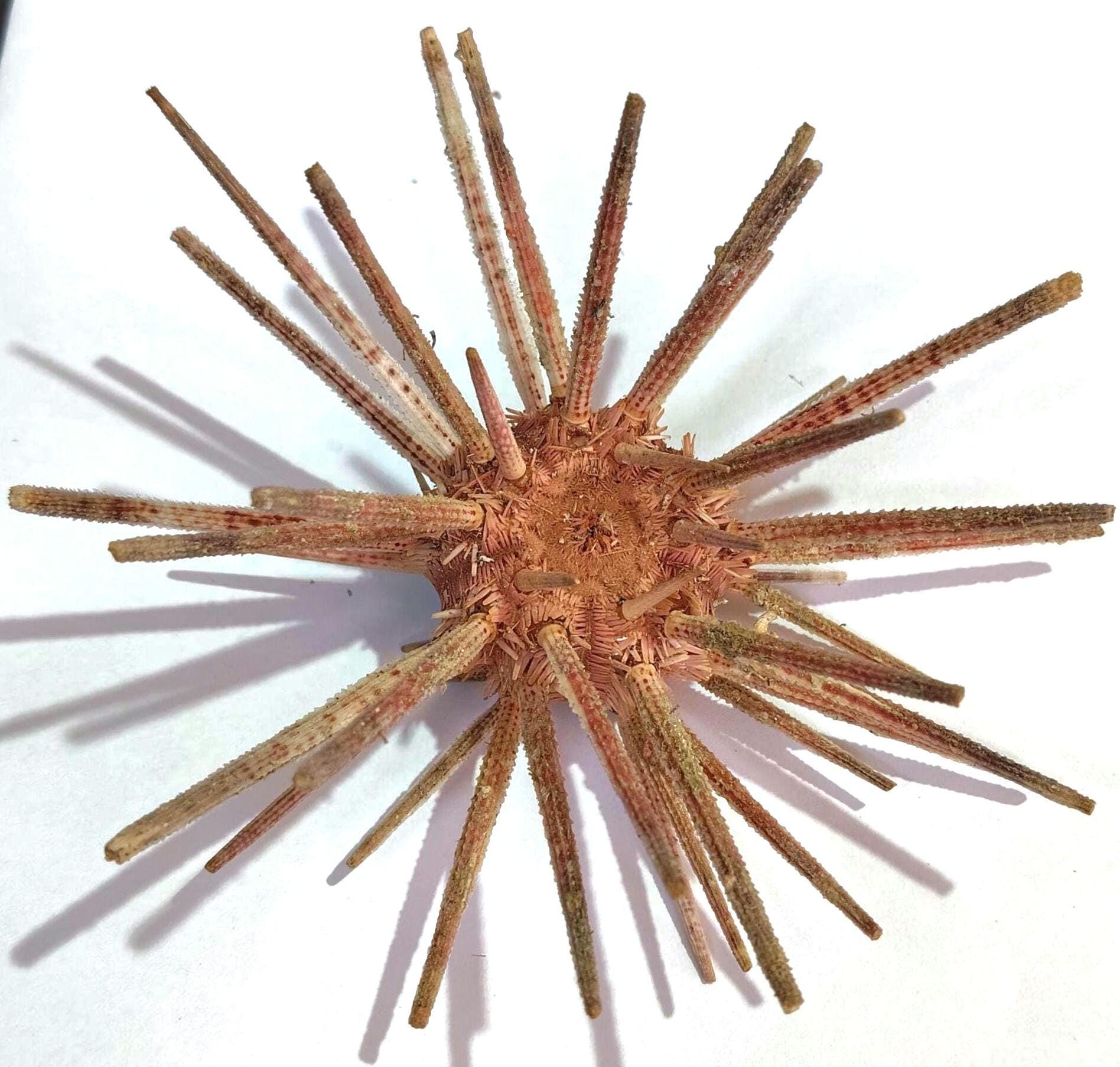 深海ウニ（Stylocidaris bracteata、棘を含む120mm）商品番号93 - Etsy