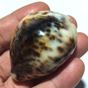 Puede incluir: Una concha de cauri lisa y brillante que presenta una base de color crema con manchas irregulares de color marrón oscuro y negro distribuidas por su superficie redondeada y ovalada. La concha tiene una textura pulida y una abertura central alargada.