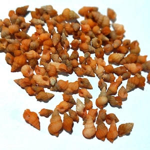 Kleine perzikkleurige Melissa minischelpen. Natuurlijke oranje schelpen, voor het maken van sieraden en kustdecoratie (130 schelpen) artikel #11