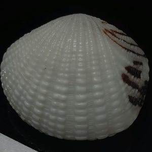 May include: A white, rounded seashell featuring a textured surface with raised, vertical ridges. The shell displays a distinct pattern of dark brown, horizontal markings concentrated on one side, contrasting against the translucent white body.