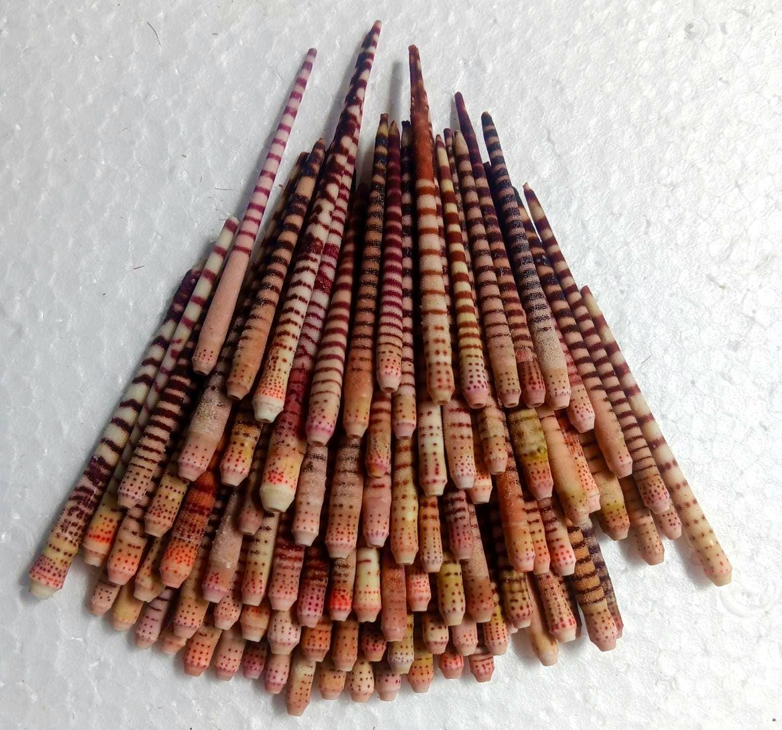 天然ウニの棘 - 自然な海岸装飾、ビーチで見つけたもの - Etsy 日本