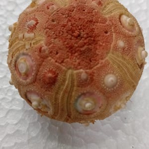 Deep sea urchin 42 mm..nature color