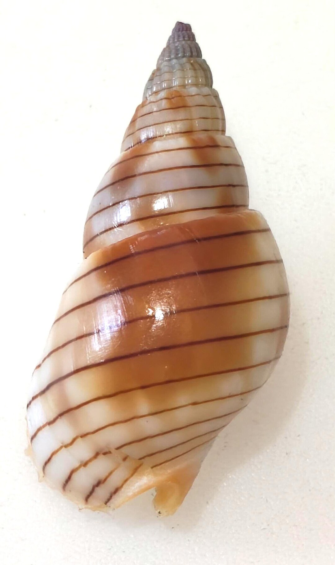 Naus Shell Beach Find,nasarius Shell 46 Mm..nice Shell..item #22 - Etsy