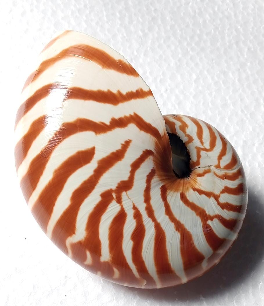 真珠のようなオウムガイ 123 mm..貝殻 #31 - Etsy 日本