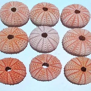 Set of 9 Echinometra Mathaei Sea Urchins, Clear Pink, Big Size