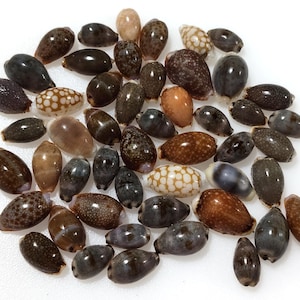 May include: A collection of small, oval-shaped cowrie shells in various shades of brown, grey, and tan. The shells feature natural spotted, mottled, and honeycomb patterns across their smooth, glossy surfaces, varying in size and colour intensity.