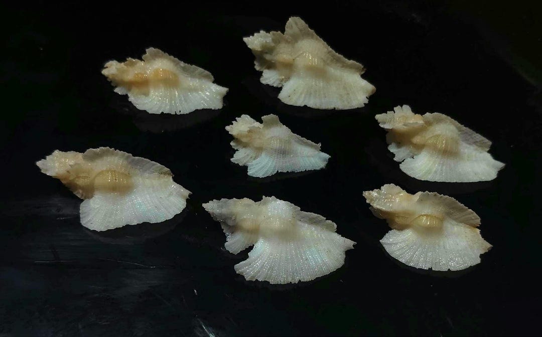 Sea Shell-ptyrynotus Bednalli 27-34 Mm(8 Shells)item #8 - Etsy