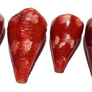 May include: Four cone shells arranged in a row, each featuring a deep red, glossy surface with irregular white patches. These marine gastropod shells have a tapered, conical shape with a textured, spiraled exterior and a pointed apex.