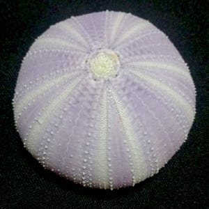 Tripneustes gratilla..sea urchin #77