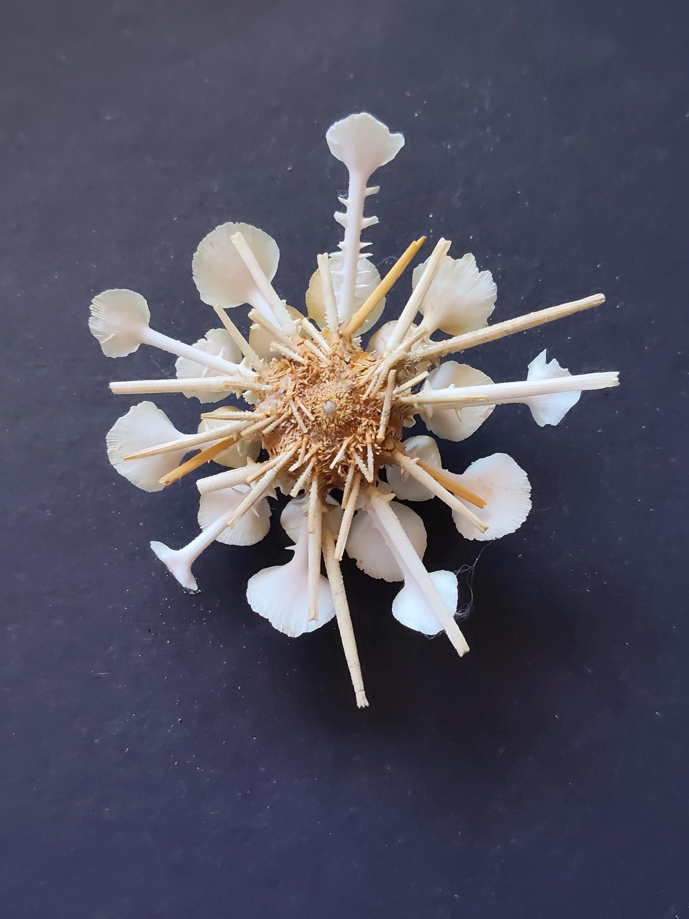 Goniocidaris Clypeata 78 Mm..deep Sea Urchin..item #10 - Etsy