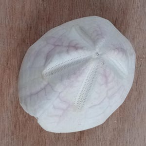 mwtalia aspatagus sea urchin 90 mm..item #20