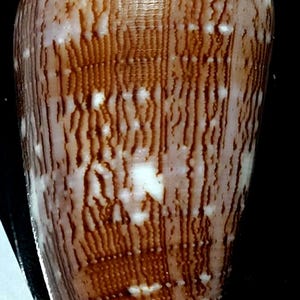 May include: A cone shell featuring a smooth, elongated, and tapered shape. The surface displays a complex pattern of vertical, wavy brown lines and streaks interspersed with irregular white spots and patches across the entire exterior.