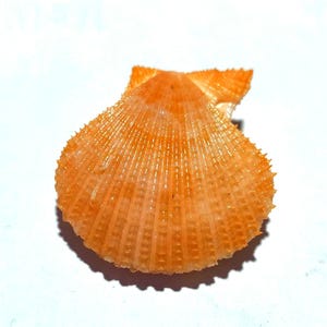 Könnte beinhalten: Eine leuchtend orangefarbene Jakobsmuschel mit fächerförmiger Silhouette, ausgeprägten radialen Rippen und einer texturierten, stacheligen Oberfläche. Die Muschel weist eine symmetrische Struktur mit einem spitzen Scharnierbereich auf.