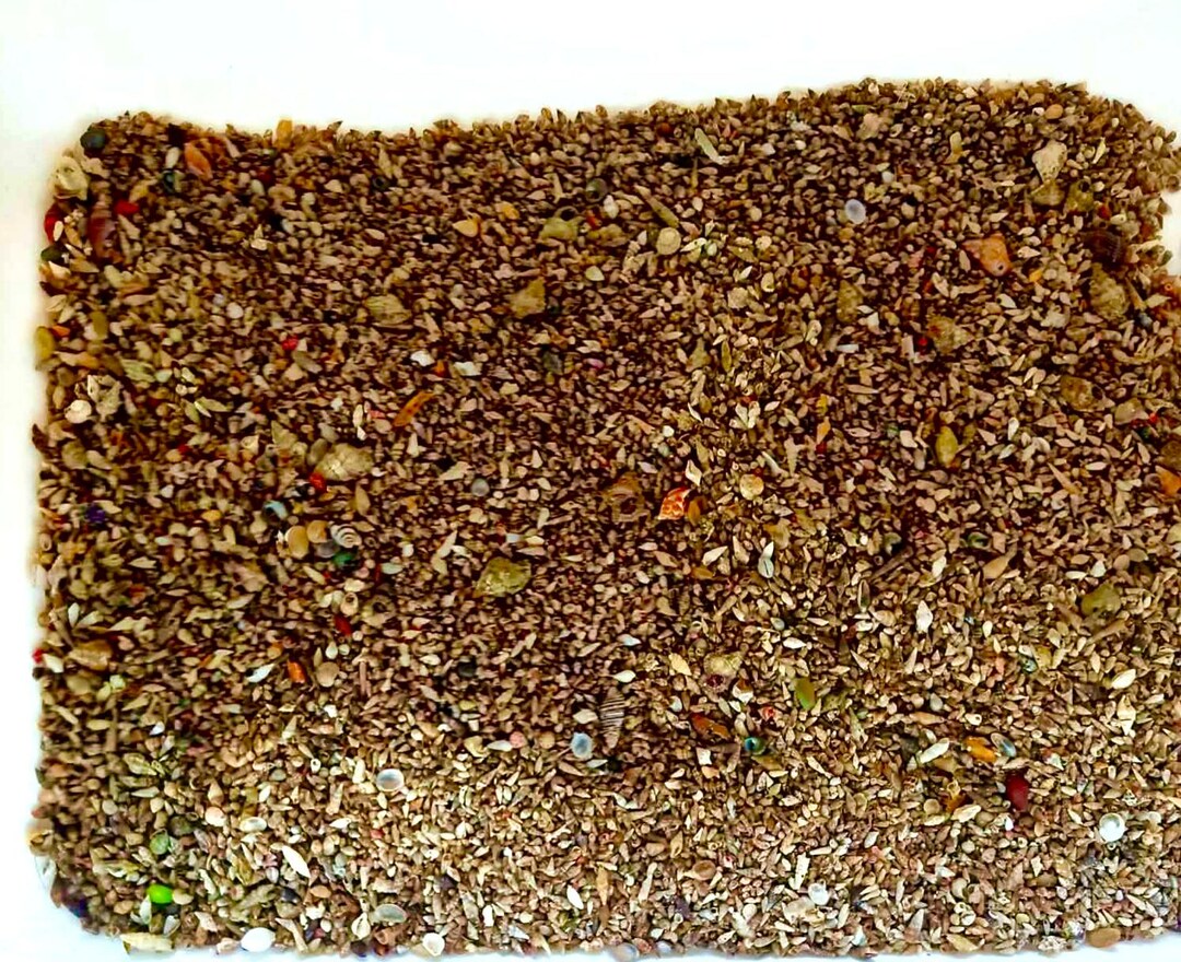 Trawled Shells From the Deepest Part of the Sea..tiny Shells(2 Kilo) - Etsy