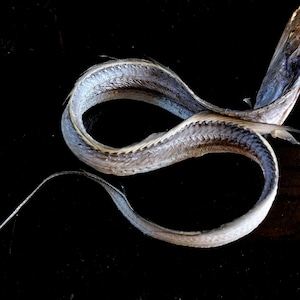 Silver Ribbon Fisch 250 mm, konserviertes und getrocknetes Exemplar