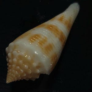 Könnte beinhalten: Eine Kegelschnecke mit einer glatten, länglichen Spiralform und einer spitzen Oberseite. Die Schale zeigt eine cremeweiße Grundfarbe, die durch horizontale Bänder mit hellbraunen, gesprenkelten Mustern auf der Oberfläche akzentuiert wird.