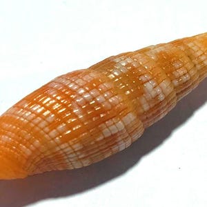 Könnte beinhalten: Eine schlanke, längliche Muschel mit einem leuchtend orange-weißen Karomuster. Die Muschel weist eine Spiralstruktur mit einer spitzen Spitze und eine texturierte Oberfläche auf, die aus kleinen, sich wiederholenden rechteckigen Segmenten besteht.