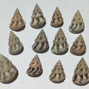 Trochidae-art (cantharidus) 15-22 mm, set med 12 st snäckskal..mycket fint exemplar..snäckskal artikel #40