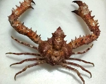 カニ（Rhinolambrus属）140 x 140 mm。海岸で発見された乾燥標本。商品