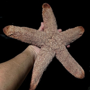 May include: A large, five-armed starfish with a textured, bumpy surface in shades of brown and tan. The echinoderm features a central disc and elongated, tapering arms with a granular appearance, set against a solid black background.