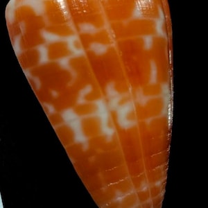 May include: A cone shell featuring a smooth, glossy surface with a distinct pattern of vibrant orange and white rectangular markings. The shell has a tapered, conical shape with a pointed base and a slightly rounded top, showcasing natural textures.