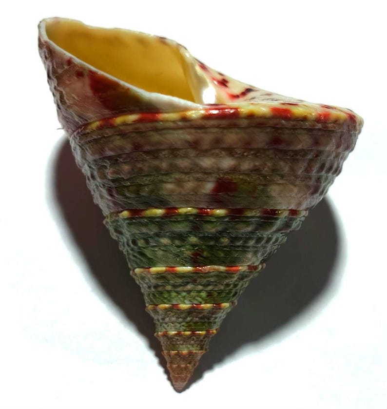 Aperture Shell Rectus Conus 40 Mm..shell Item #22 - Etsy UK