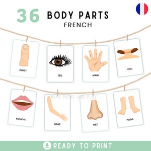 Puede incluir: Tarjetas didácticas para aprender las partes del cuerpo en francés, colgadas de una cuerda con pinzas. Cada tarjeta muestra una ilustración de una parte del cuerpo y la palabra en francés. El texto "36 BODY PARTS FRENCH" está arriba.