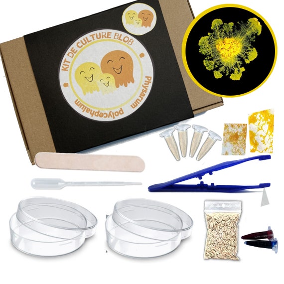 Kit Blob - Kit Blob vivant - Kit de culture et d'élevage BLOB (Physarum  polycephalum) - 2 Sclérotes (SOUCHE CHARLY) - Cdiscount Jeux - Jouets