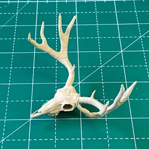 Stag Skull – 3D Printed Deer Skull, Buck Skull, Black Animal Resin Skull, Craft Grade Miniature Skull