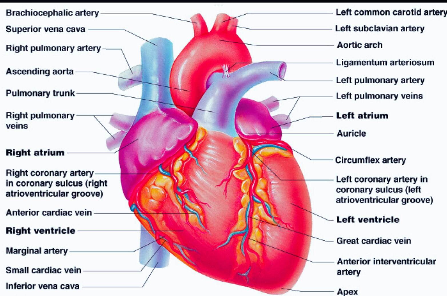 Sistema de arterias y venas del corazón Coronario - Etsy México
