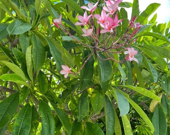 3 Plumeria ( FrangíPani ) Cuttings. Pink And White Very  Fragrant Flowers