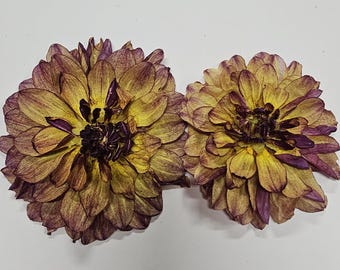Dried Dahlias, 82611,  Dried Flowers, Silica Dried, Real Flowers, Resin Crafts, Wreath Supplies, Candles, Soaps