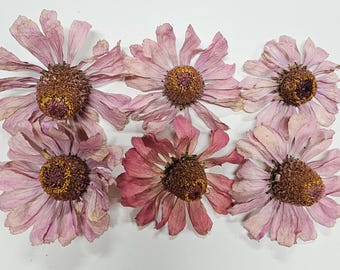 Dried Zinnias, 82618, Giant Zinnias,  Pressed Flowers, Silica Dried, Real Flowers, Resin Crafts, Wreath Supplies, Candles, Soaps