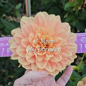 May include: A 6" peach-colored dahlia bloom with the text "My Forever" written on it.