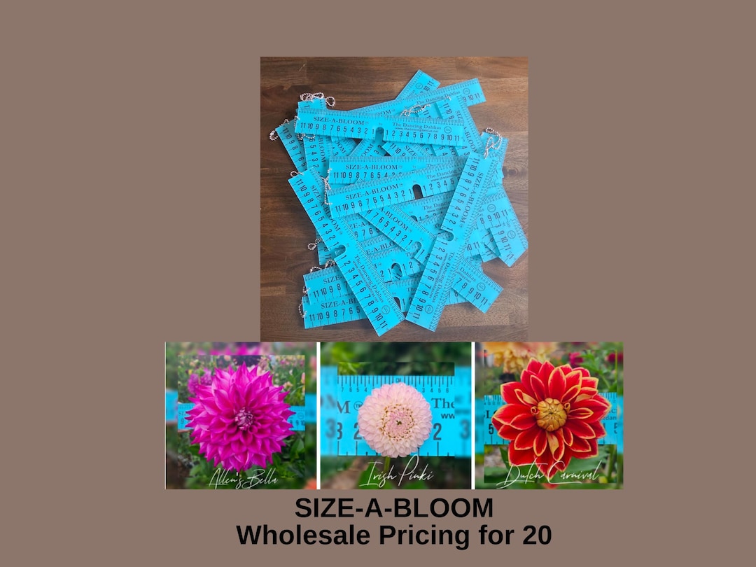 Botany Ruler Dahlia Size-a-bloom Measuring Ruler/ Wholesale Pricing for 20 /flower ...