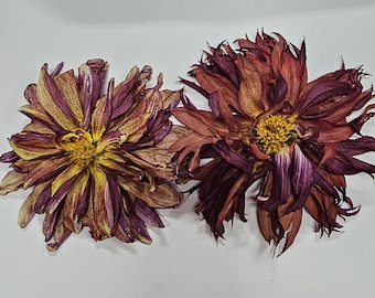 Dried Dahlias, 82609,  Dried Flowers, Silica Dried, Real Flowers, Resin Crafts, Wreath Supplies, Candles, Soaps