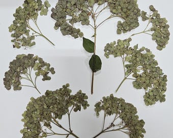 May include: A collection of dried hydrangea flower heads and stems in muted sage green and brown tones. The arrangement includes one central stem with two dark green leaves and six separate flower clusters. The number 82624 is printed in black.